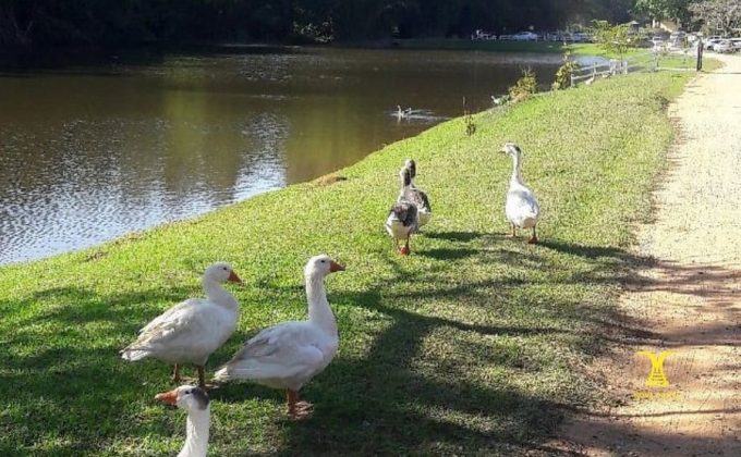 Jundiaí Fazenda Nossa Senhora da Conceição Roteiro Pedagógico